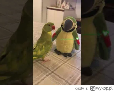 oszty - @Scooterek: a masz swoje papugi? Może by się dogadały ʕ•ᴥ•ʔ