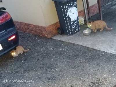 RandytheRam - Takie 3 kotiki kochane przychodzą do mnie do warsztatu. Jeszcze jest cz...