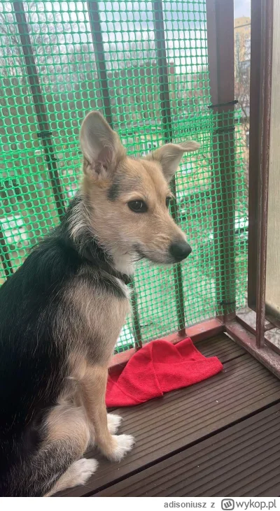 adisoniusz - PDW! Dobre psiaki patrza na ten świat zza krat 
#pokazpsa