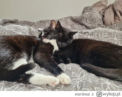 martinuz - #pokazkota #kitku

Tak zwany kot syjamski ( ͡° ͜ʖ ͡°)