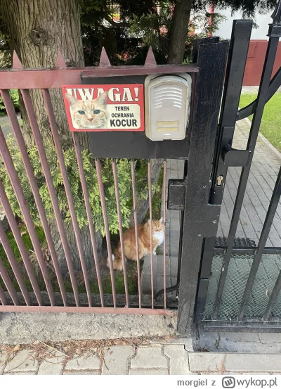 morgiel - #heheszki #humorobrazkowy #koty
