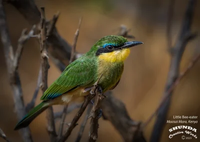 Lifelike - Żołna mała (Merops pusillus)
Autor
#photoexplorer #fotografia #ornitologia...