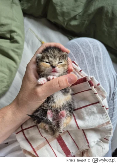 kruci_hegot - @fizzly: no takie to biedne , trzeba masować po posiłku żeby się załatw...