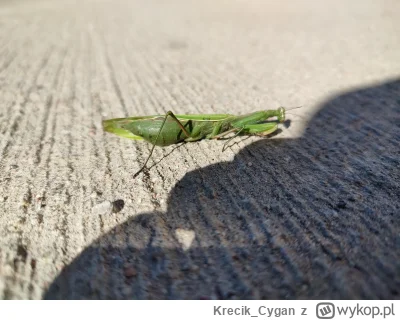 Krecik_Cygan - Takie coś znalazłem na betonie #modliszka
