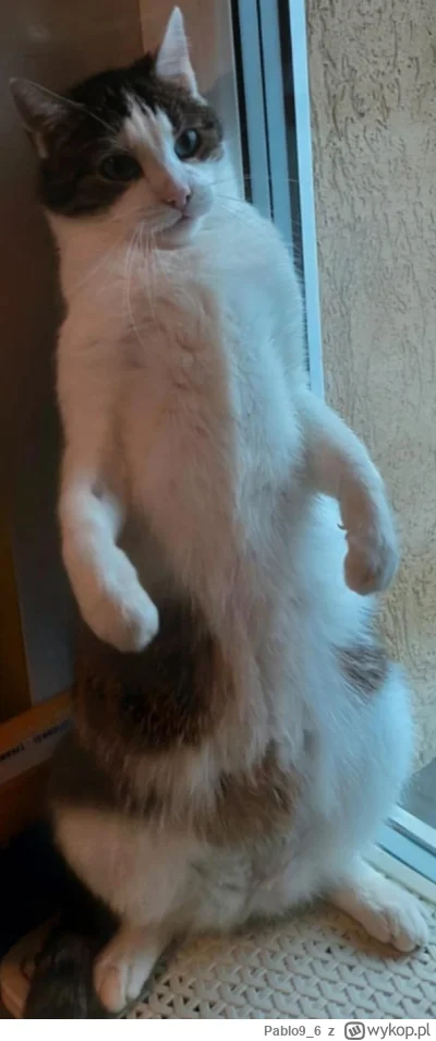 Pablo9_6 - @trujpan: you talking to me?! (⌐ ͡■ ͜ʖ ͡■)