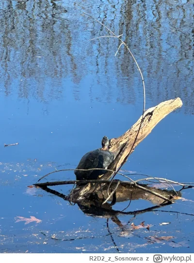 R2D2zSosnowca - @R2D2zSosnowca ten chyba zapomniał hibernować. Ale patrząc po tempera...