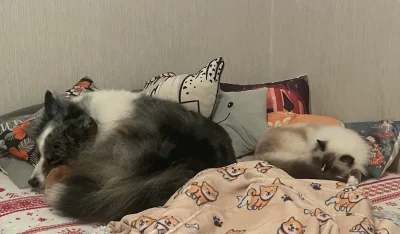 Zaff - @Rabusek jakiś popularny zestaw Aussie + ragdoll ( ͡° ͜ʖ ͡°)