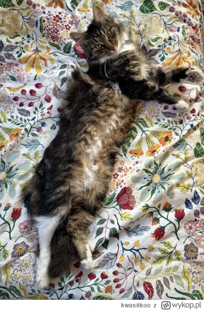 kwasitkoo - #mrkitek #koty #kitku #pokazkota #kot