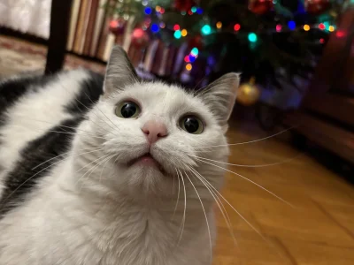 cutecatboy - Totek świąteczny.

#pokazkota #koty