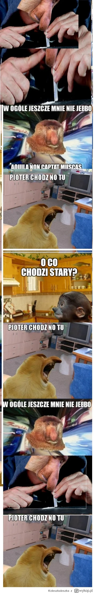 Koleszkaleszka - @tomkol: