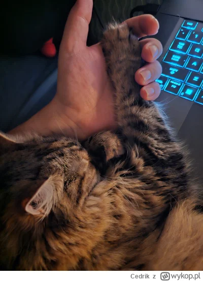 Cedrik - Włożyła mi łapkę w dłoń i se śpi.


#pokazkota