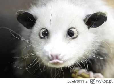 Lolek1011 - @Dewasta: