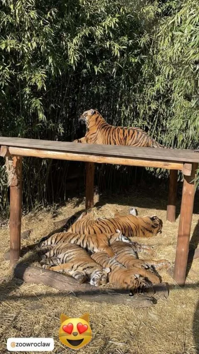 Rad-X - #pokazkota #wroclaw