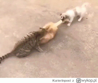 KurierInpost - #smiesznekotki #smiesznypiesek