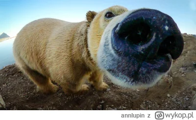 annlupin - ciekawe co tam na mirko