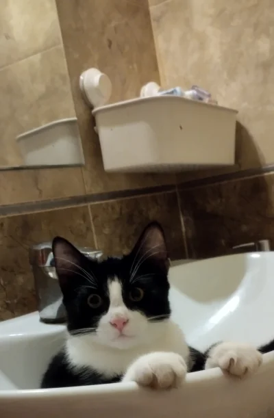 BlancheBarton - #koty #pokazkota 
Jpr, nawet człowiek sam siku nie może..