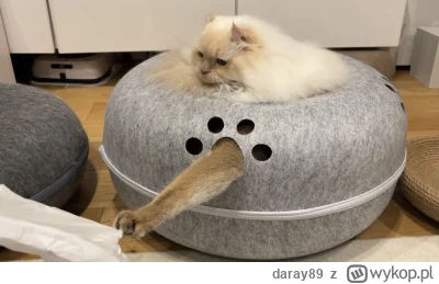 daray89 - #codziennykotopetany #dziwnekotki