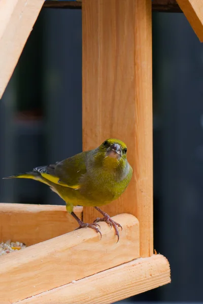 franekdolasu - Kolejny w zimowej restauracji. Pierwszy Dzwoniec Zwyczajny tej zimy. 
...