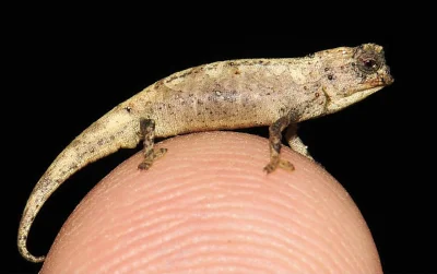 Loskamilos1 - Bonusowo dorzucam fotki ukazujące brookesia nana, gatunek kameleona wys...