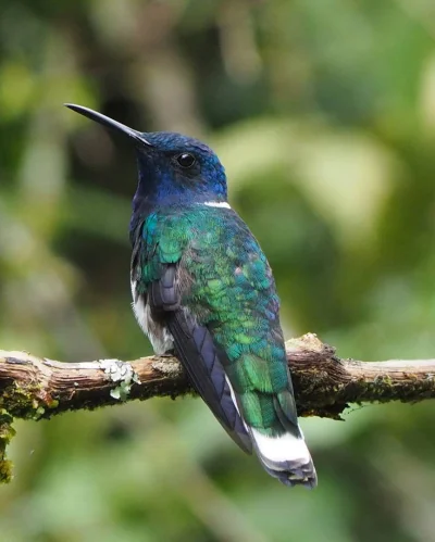 ramirezvaca - Koliber błękitnobrody, jeden z ptaszorków z mojej ukochanej Kolumbii. :...