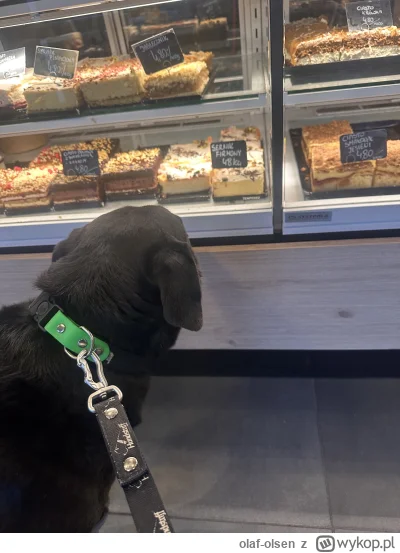 olaf-olsen - #psiarze #psy.  Holly pozdrawia z piekarni.