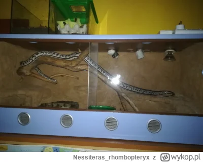 Nessiteras_rhombopteryx - @XAndreX: Z tego korzenia czasem korzystała ale rzadko, teo...