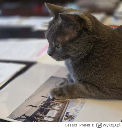 Cesarz_Polski - #kotekwrocek #wroclaw