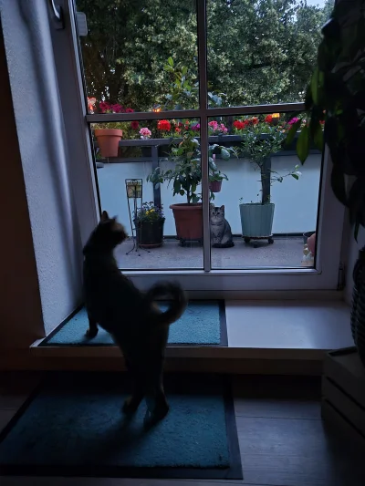 Lujdziarski - #pokazkota #dziarskikacperek xD O Tak sobie będzie siedziec i patrzeć n...