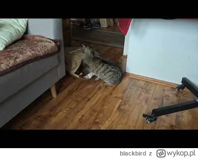 blackbird - #akin coraz bardziej świruje, na spacerach bije siostre, wraca do zdrowia...