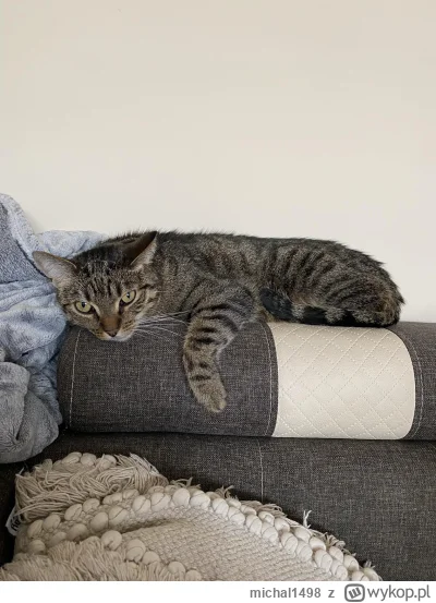 michal1498 - Na kanapie leży leń
#koty #pokazkota