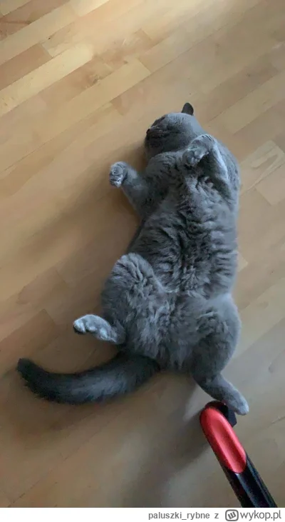 paluszkirybne - @Winogronobez_pestki1 mój się rozlał