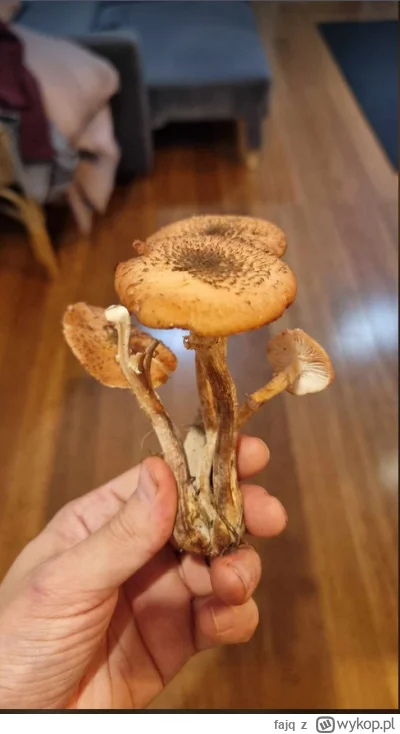 fajq - #grzyby @Kremufka2137 Czy to też opieńka? Jest tego po prostu od zarypania.