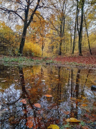 Marbloro - Jesień, jesień, jesień... 
#jesien #gownowpis #natura