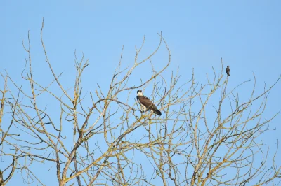 CzaikaRuchaika - @simpiara: