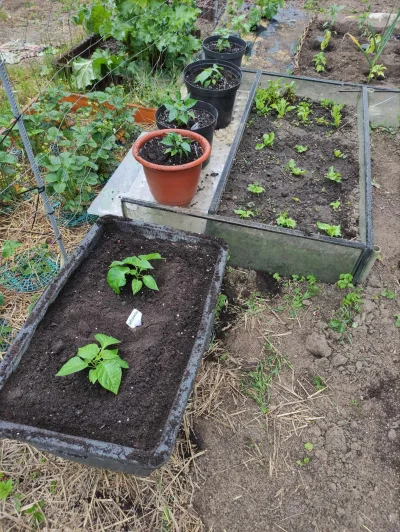 Krupier - Część w donice poszła. W zeszłym roku te z donic owocowały nawet lepiej niż...