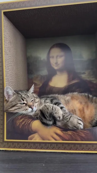 piSSowiec39 - Relaks,istna foczka albo raczej fok (。◕‿‿◕。) #codziennystepan #koty