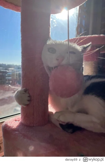 daray89 - #codziennykotopetany #dziwnekotki
