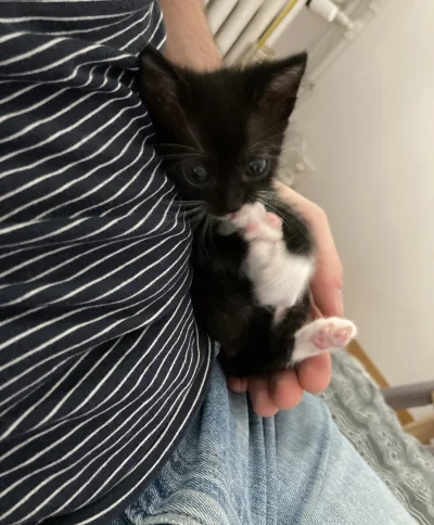 straszny_cham - #kotek #pokazkota #byloaledobre

Natalka