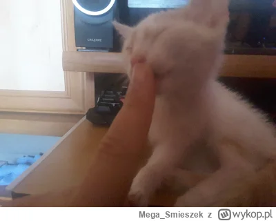Mega_Smieszek - A czy Wasze kotki jak były małe to były psotki? ᶘᵒᴥᵒᶅ

#koty #pokazko...