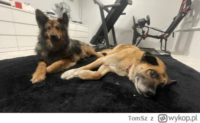 TomSz - Dzień 9 po wzięciu drugiego psa ze schroniska i już praktycznie warczenia nie...