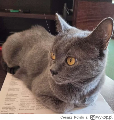 Cesarz_Polski - #kotekwrocek #wroclaw
