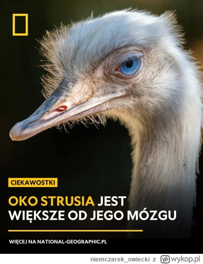 niemczarek_owiecki - #kononowicz 
n0wak to #patostreamy