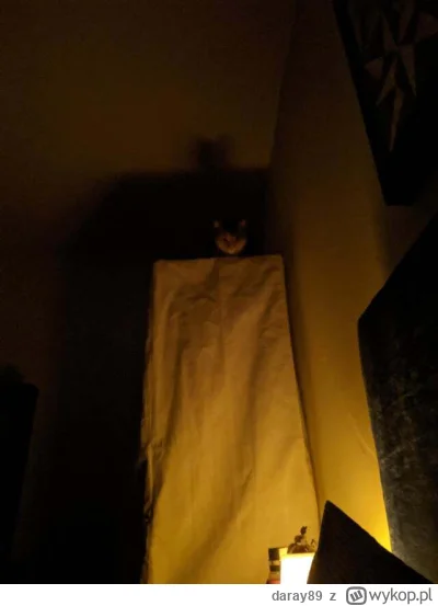 daray89 - #codziennykotopetany #dziwnekotki