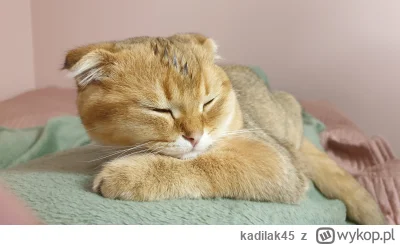 kadilak45 - Drzemka u pana na brzuchu musi być (｡◕‿‿◕｡) 
#koty #pokazkota #smieszneko...