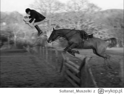 Sultanat_Muszelki - #fotografia #konie i trochę #humorobrazkowy