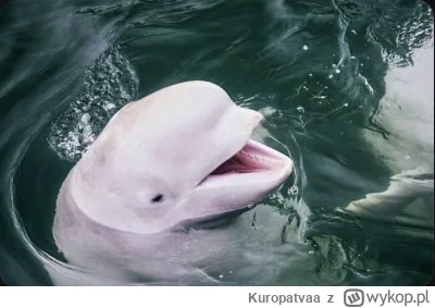 Kuropatvaa - Ellie umie pływać w drugim sezonie? #hbomax #tlou2 #tlou