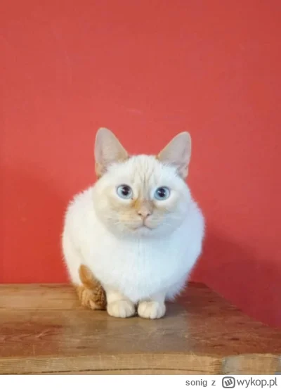 s.....g - mój stworek taki

#koty #pokazkota #kitku