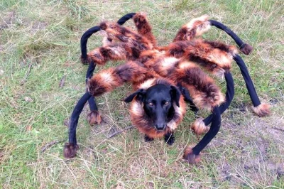 QoTheGreat - @Jookav: jeszcze nasz rodzimy Mutant Giant Spider Dog