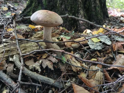 GARN - jakieś tam #grzyby som