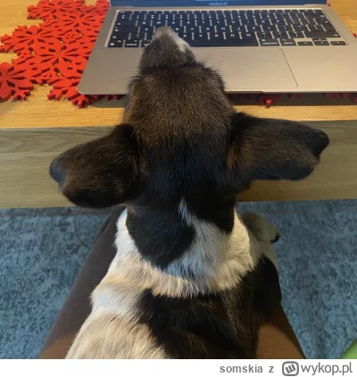 somskia - Chce wysyłać sybi, ale nie mogę. Pomocy! #gownowpis #pokazpsa